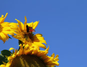 Motiv-Sonnenblume
