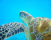 Unterwasser Schildkröte