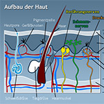 Aufbau der Haut