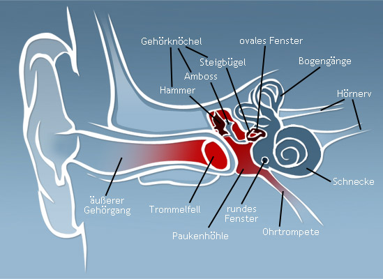 Grafische darstellung des menschlichen Ohr