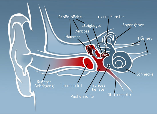 Das Ohr