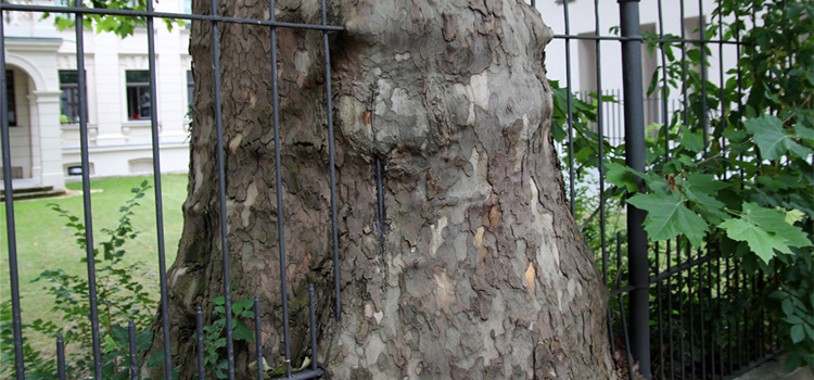 Baum verinnerlicht Zaun