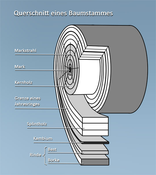 Querschnitt eines Baumstammes