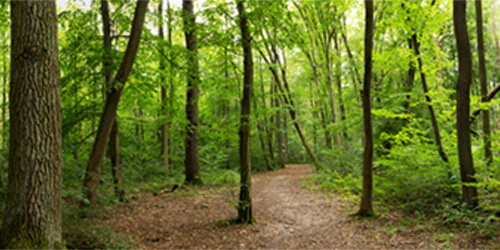 Wald, nachwachsender Rohstoff