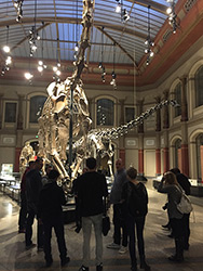 Brachiosaurus-Skelett