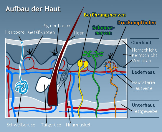 Grafische Darstellung des Aufbaues der Haut