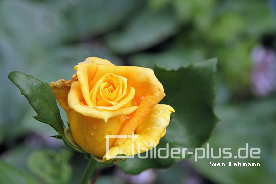 Wassertropfen auf gelber Rose