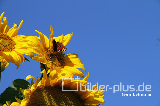 Drei Sonnenblumen vor blauem Himmel