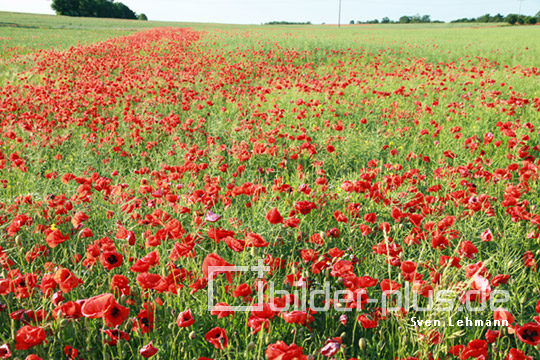 Feld mit Mohnblumen