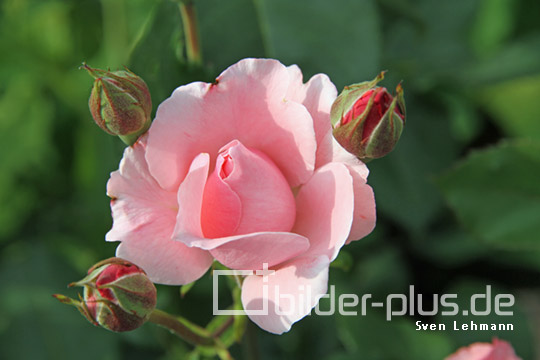 Rosa Rose mit drei Knopsen