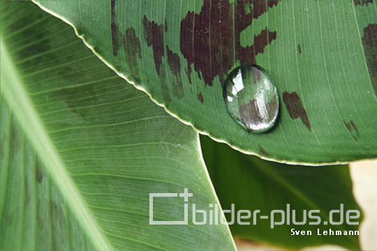 Wassertropfen auf grünem Blatt