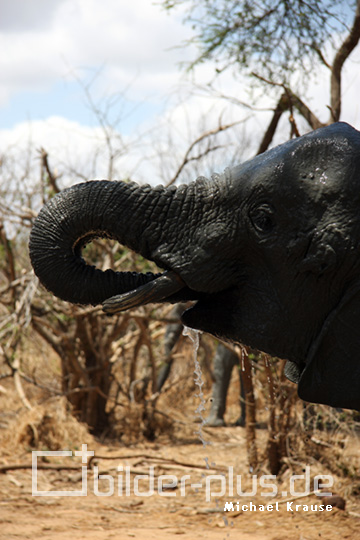 Elefant beim Trinken