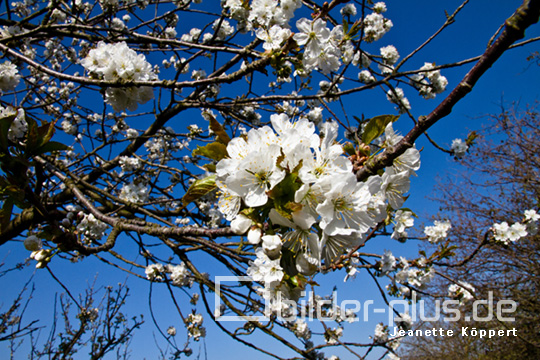 Kirschblüte