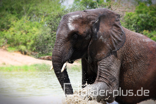 Elefant beim Baden