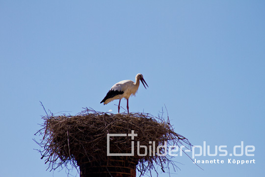 Storch im Nest