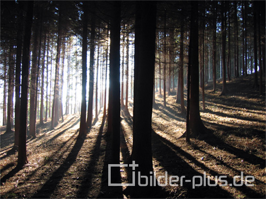 Sonnenstrahlen im Wald