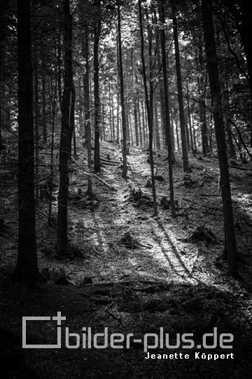 Lichtstrahlen im Wald