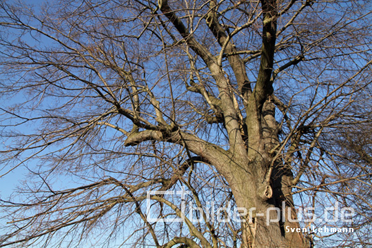 Winterbaum mit Himmel