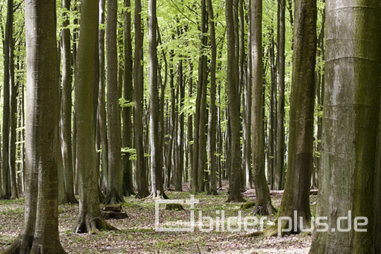 Wald mit Buchen