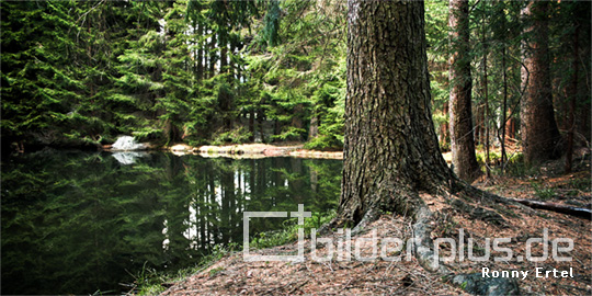 Teich im Wald