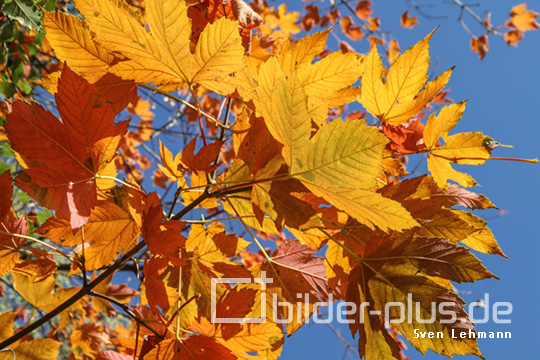 Herbstfärbung vor blauem Himmel