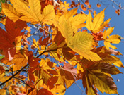 Herbstfärbung vor blauem Himmel