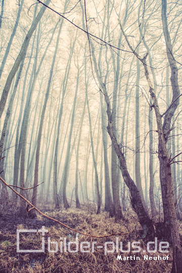 Wald bei Rheinsberg