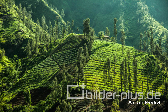 Bromo - Indoniesien VI