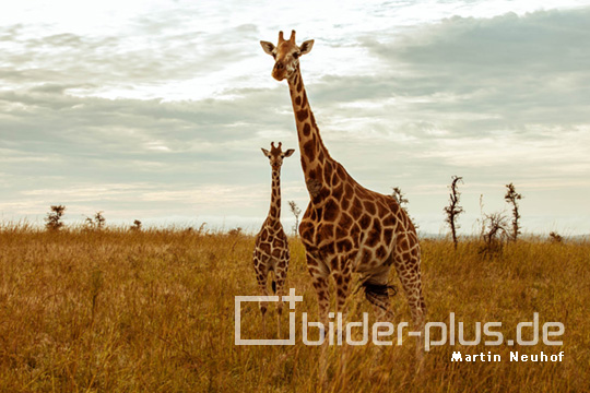 Giraffen