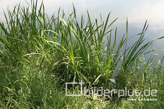 Gras und Schilf am Wasser