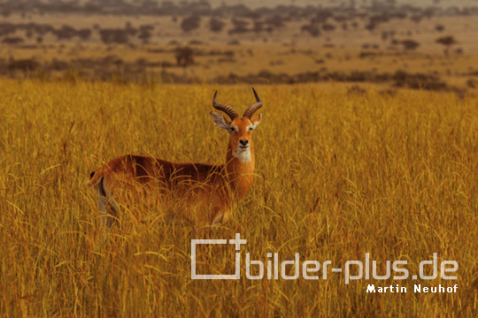 Safari in Uganda I