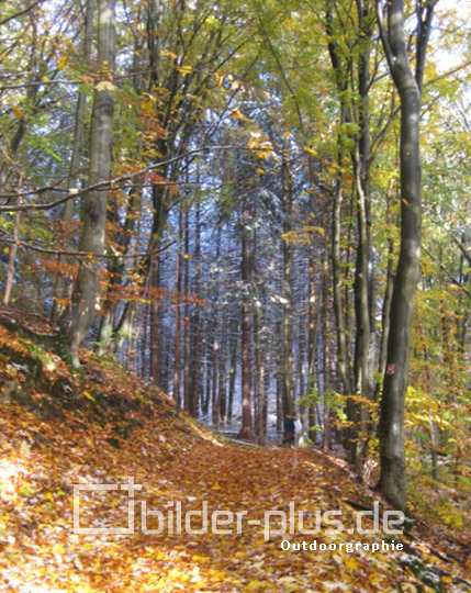 Wald im Winter