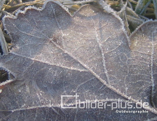 Frost auf Blatt I