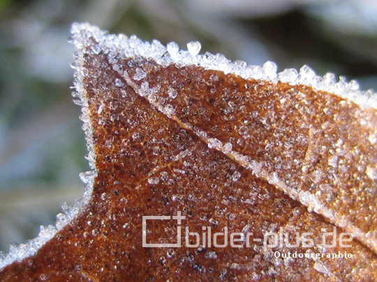 Frost auf Blatt II