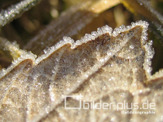 Frost auf Blatt III