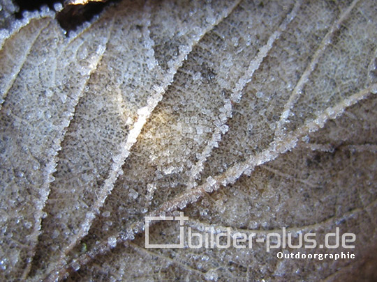 Frost auf Blatt IV