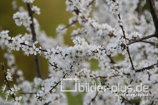 Weiße Blüten