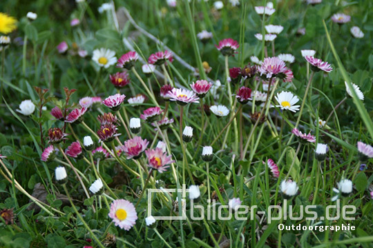 Gänseblümchen