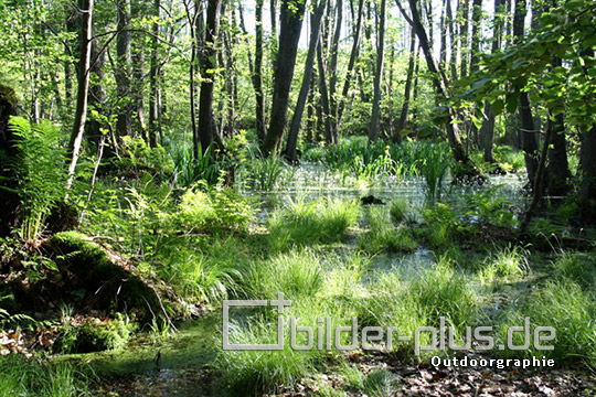 Moor im Wald