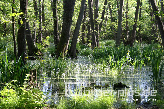 Moor im Wald II