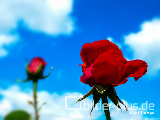 Red Roses