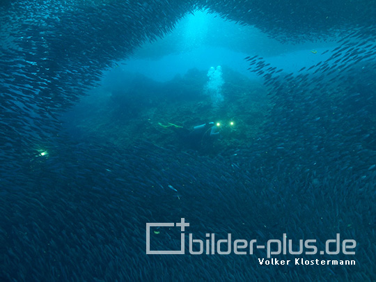 Taucherin im Sardinenschwarm