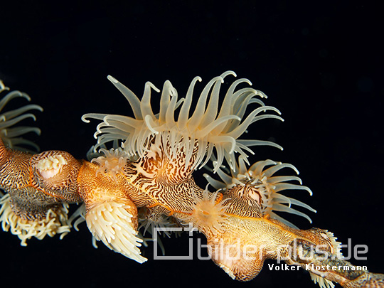 Schmarotzeranemone an Peitschenkoralle