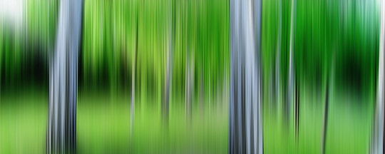 Birkenwäldchen abstrakt