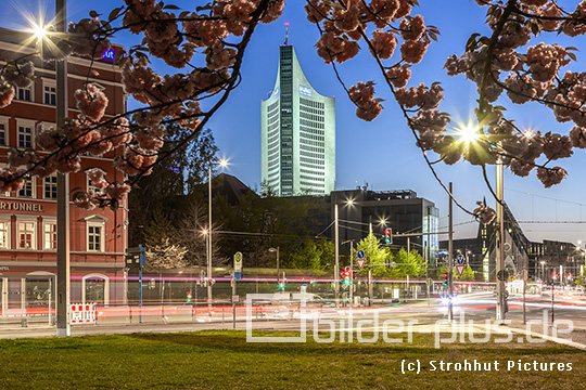 Kirschblüten am Abend