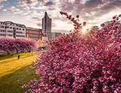 Kirschblüten am Grassimuseum