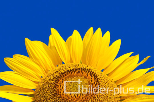 Sonnenblume vor blauem Himmel