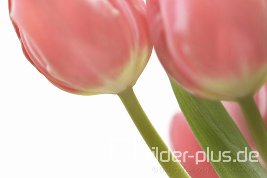 Tulpen im Licht