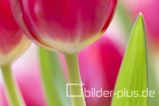 Tulpen im Beet