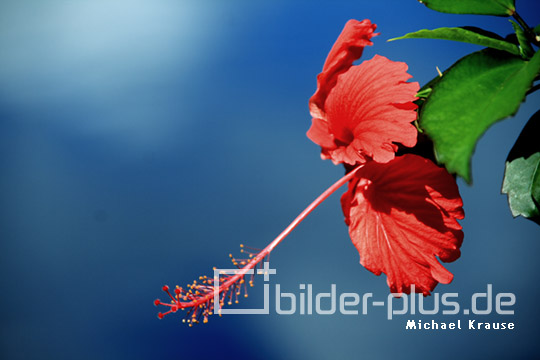 Hibiskusblüte